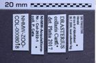 Etiketten zu Drasterius collaris (Candèze, 1859) (NHMW-ZOO-COL-0008018)
